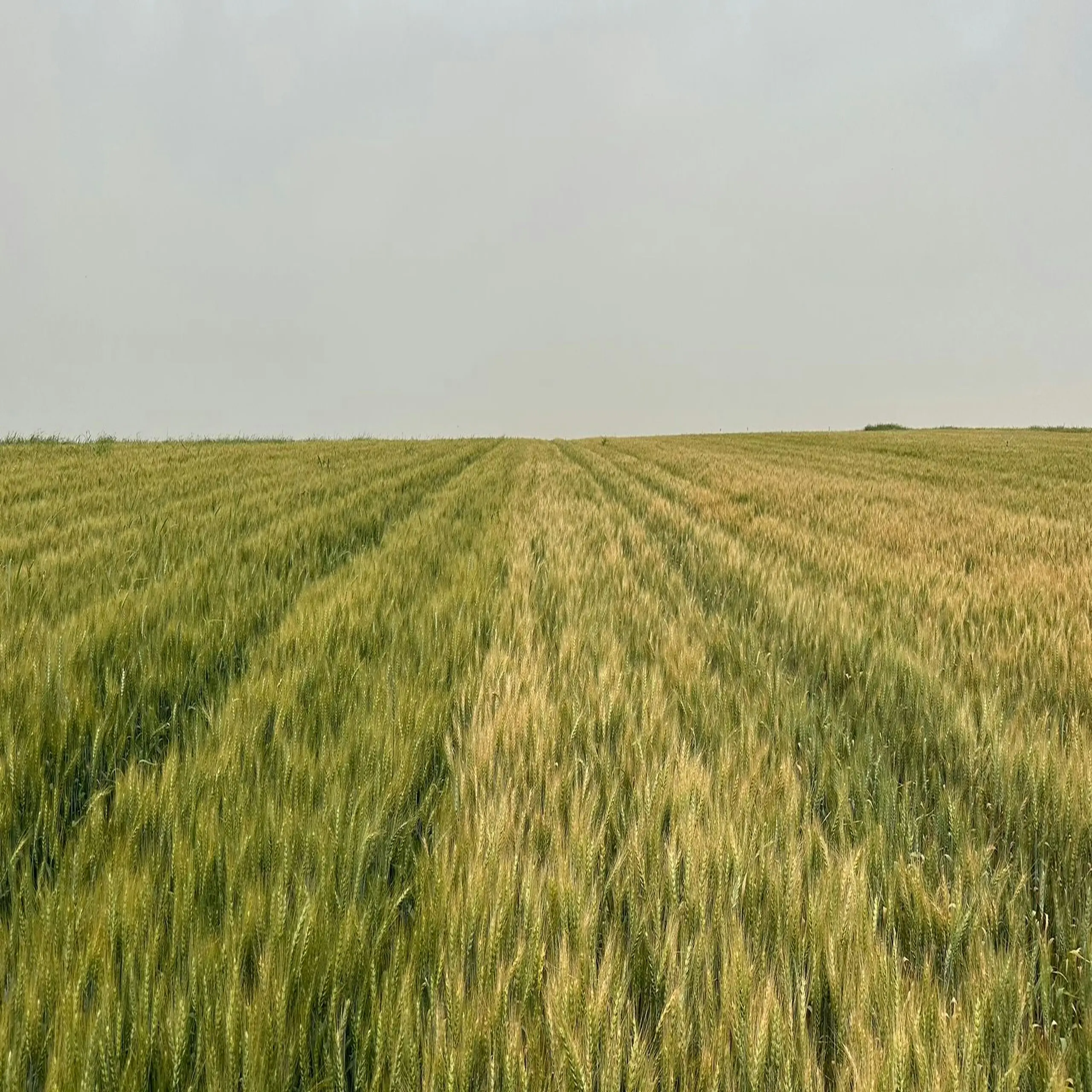 Buğday Üretiminde 11 Milyar Dolarlık Büyüme Fırsatı!
